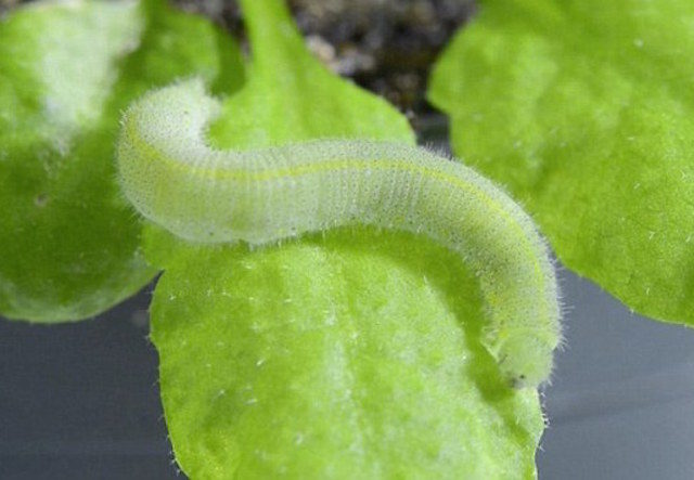plantshear