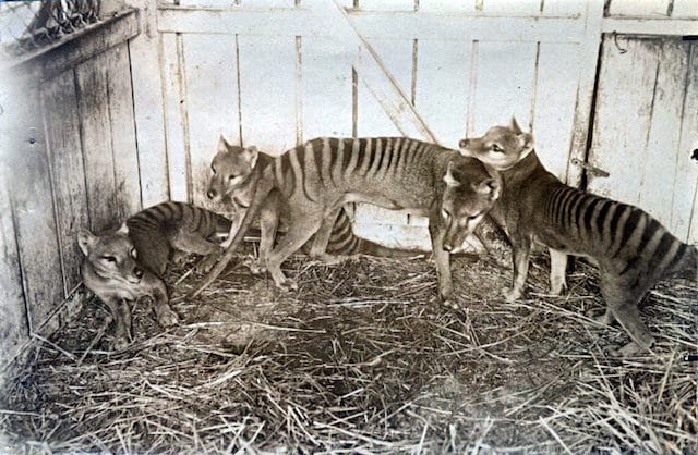 5 Ridiculous Ways Animals Went Extinct 5 Ridiculous Ways Animals Went Extinct