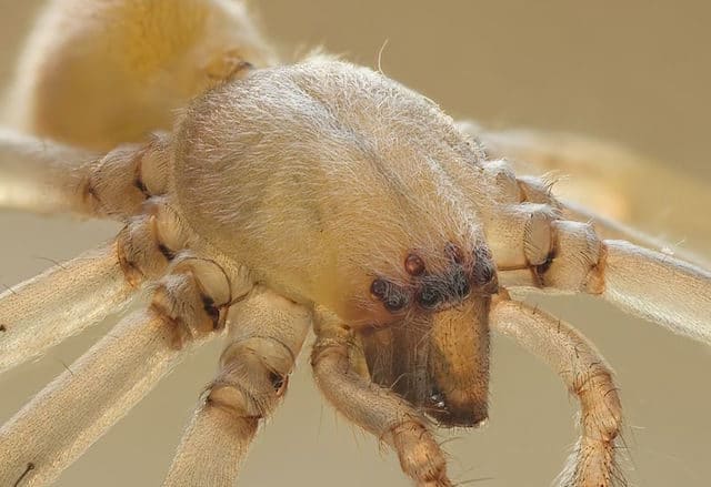 The 10 Most Dangerous Spiders in the World