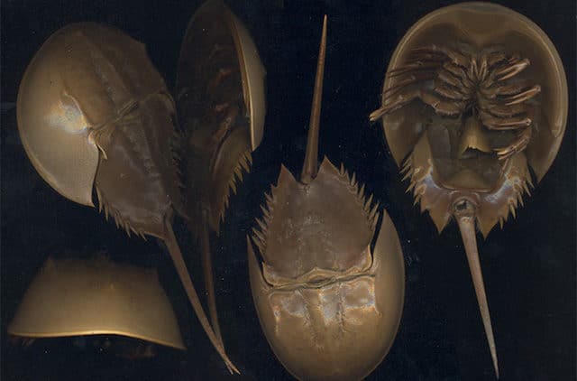 10 Living Fossils That Have Been Around for Eons 10 Living Fossils That Have Been Around for Eons