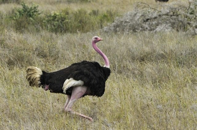 10 Bizarre and Fascinating Facts About Ostriches 