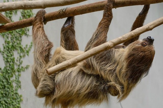 10 Things You Probably Didn't Know About Sloths 