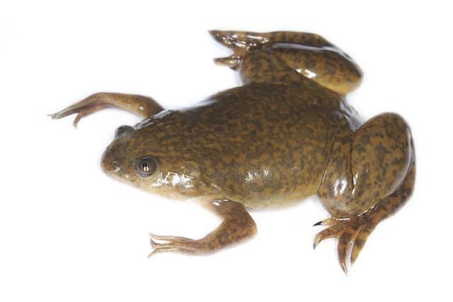 clawed frog