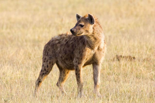 10 Species Where the Female is Boss 10 Species Where the Female is Boss