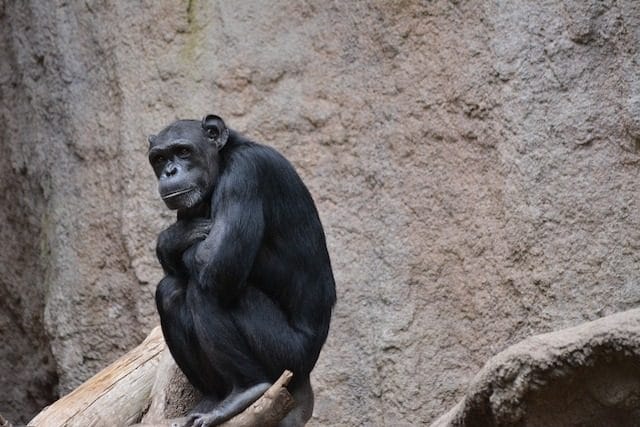 10 Reasons Zoos Are Bad for the Planet 