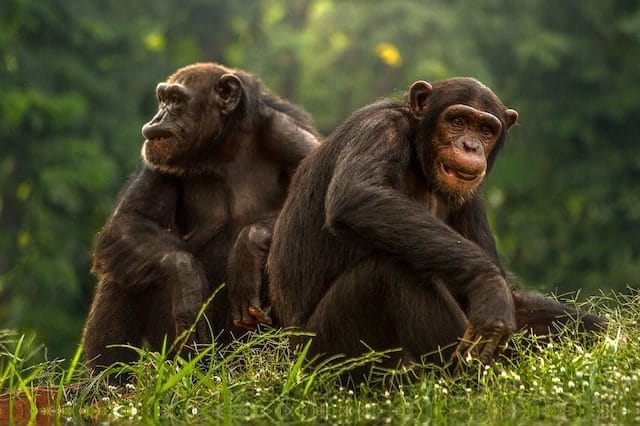 10 Ways Animals Are More Similar to Humans Than You Realize 10 Ways Animals Are More Similar to Humans Than You Realize