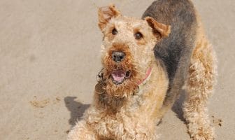 10 Dog Heroes of World War I