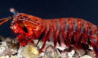 10 Superheroes of the Animal Kingdom
