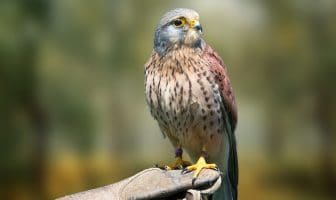 10 Radically Different Ways Animals See the World