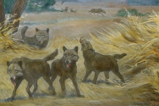 prehistoric wolf prehistoric wolf