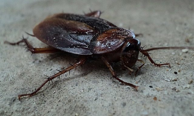 cockroach2
