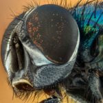 10 Reasons to be Terrified of Flies